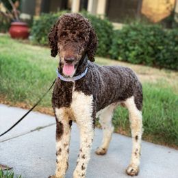 Poodle All Grown Up from Mes Chien Blanc Puppies, LLC