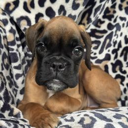 Jax - Fawn male Boxer puppy in Cicero, New York from MK Boxer Haven of CNY