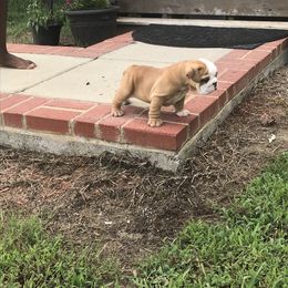 Bulldog and French Bulldog Puppies from English and Frenchie kennels