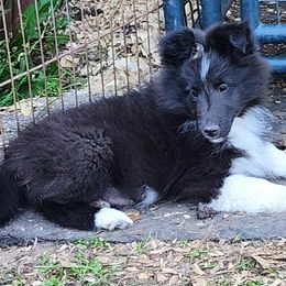 Billy - Black and white male Shetland Sheepdog puppy in Weedsport, New York from M&M Shelties and Smooch-A-Bulls English Bulldogs