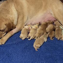 Boy 1 - Yellow male Labrador Retriever puppy in Williston, Florida from Royal K Labradors