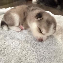 1st born and male puppy - Merle male Pomsky puppy in West Sacramento, California from Pinkie's Pomskies