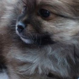Pomeranians from TN Coco Poms