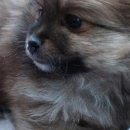 Pomeranians from TN Coco Poms