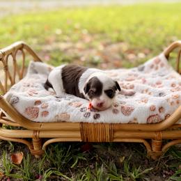 Vienna - Brown and white female Aussiedoodle puppy in Dunn, North Carolina from Sandy Creek Kennels