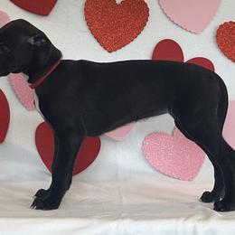 Girl 1 - Black Greyhound puppy in St. Louis, Missouri from Velocitas Greyhounds