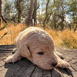 Willow - Apricot female Goldendoodle puppy in Redding, California from O’Hara  Doodles