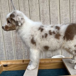 Cherry Blossom - Red merle female Australian Shepherd puppy in Monroe, Utah from Shawnkara Australian Shepherds & Miniature American Shepherds