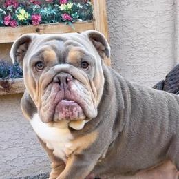 Journey - Bulldog