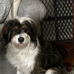 Maple - Bernedoodle