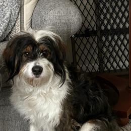 Maple - Bernedoodle