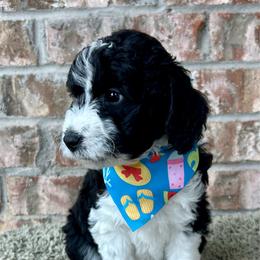 Liberty - Black and white female Aussiedoodle puppy in Eastland, Texas from H5 Mini Doodles