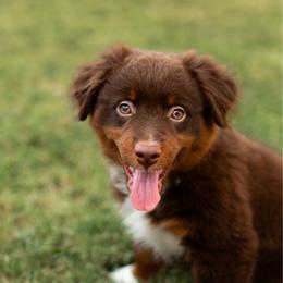 Denver - Red tri male Miniature Australian Shepherd puppy in Waco, Texas from Blue Rain Aussies