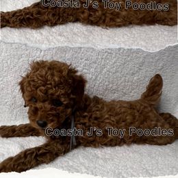 Poodle Puppies from Coasta J’s Toy Poodles