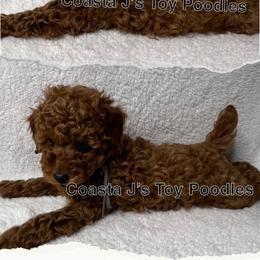 Poodle Puppies from Coasta J’s Toy Poodles