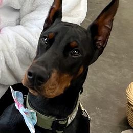 Doberman Pinscher Puppies from Ruiz Dobermans