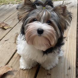 Biewer Terrier, Chinese Crested, and Yorkshire Terrier Puppies from FronkLinn Kennel