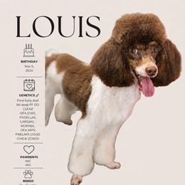 Louie V - Poodle