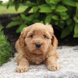 Purple - Caramel female Australian Labradoodle puppy in Williamstown, New York from Lewis Manor Labradoodles