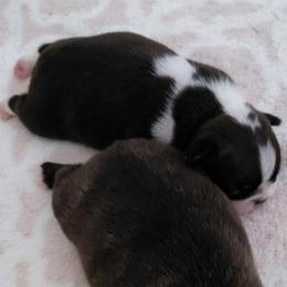 Ella - Black and white female Boston Terrier puppy in Star, North Carolina from Meatloaf's Bostons Family