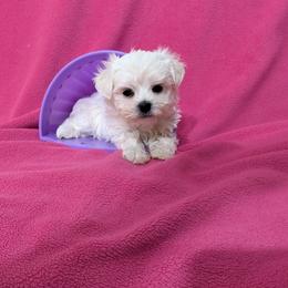 702 213 1680 GREEN EYES GIRL - White female Maltese puppy in Nevada from LAS VEGAS PUPPY