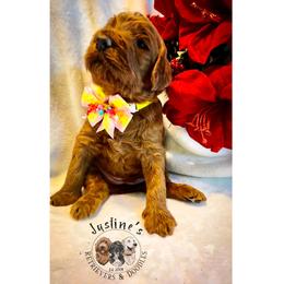 Goldendoodle and Poodle Puppies from Justine’s Retrievers and Doodles