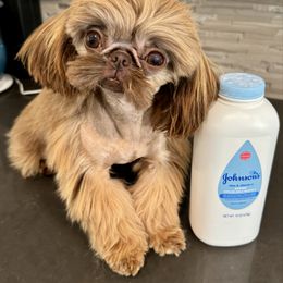 Kidlat - Shih Tzu