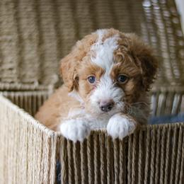 Aussiedoodle, Australian Mountain Doodle, Bernedoodle, and Labradoodle Puppies from Doodles & Co
