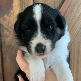 Smoky - Black white and tan Old Time Scotch Collie puppy in Mars Hill, North Carolina from Brambly Mountain Farm