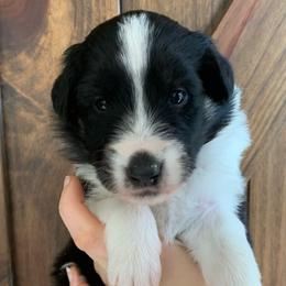 Smoky - Black white and tan Old Time Scotch Collie puppy in Mars Hill, North Carolina from Brambly Mountain Farm