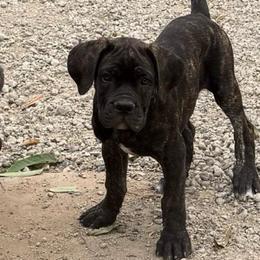 Onyx - Black brindle male Cane Corso puppy in Utah from 3Lake Kennelz
