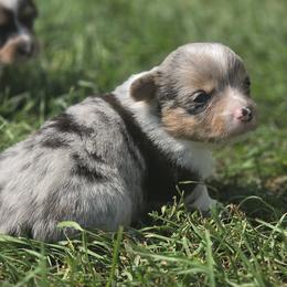 Male 1 - Red merle and white male American Corgi puppy in Portland, North Dakota from Sliding stop corgis