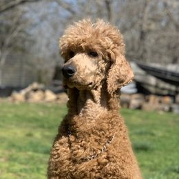 Piper - Poodle