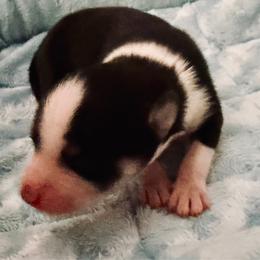 Boy 3 - Black and white male Pomsky puppy in Cumberland County, Pennsylvania from M&L Pomskies