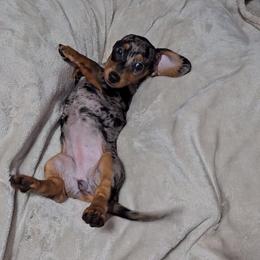 Dachshund Puppies from Newbern's Nuggets