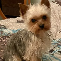 Roamie - Yorkshire Terrier