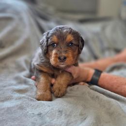 Carmel - Merle male Bernedoodle puppy in Mc Gaheysville, Virginia from Doting Doodles