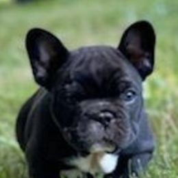 French Bulldogs from NW COASTAL FRENCH BULLDOGS