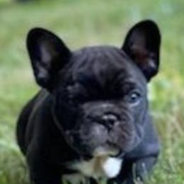 French Bulldogs from NW COASTAL FRENCH BULLDOGS