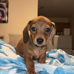Dachshund Puppies from Jae’s Puppy House