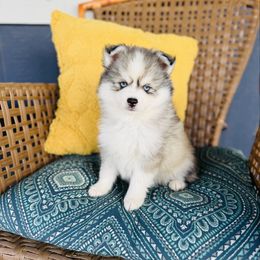 Roly Poly - Silver and white female Pomsky puppy in Yavapai County, Arizona from Pawsh Pomskies