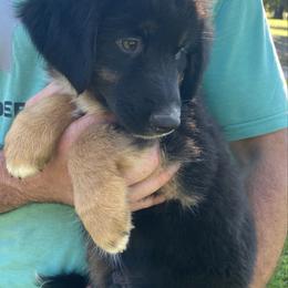 Cosmo - Black tri male Miniature American Shepherd puppy in Ruffin, North Carolina from Valkyrie Adventures