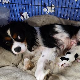 CARLY - Cavalier King Charles Spaniel