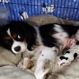 CARLY - Cavalier King Charles Spaniel