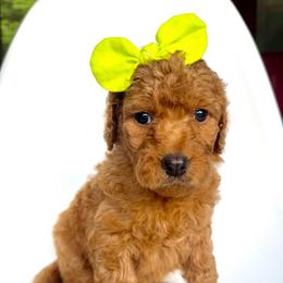 Spritz - Apricot female Goldendoodle puppy in Mount Pleasant, Tennessee from Doodle My Heart