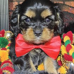 Tyrion - Black and tan male Cavalier King Charles Spaniel puppy in Queen Creek, Arizona from Andresen's Cavaliers