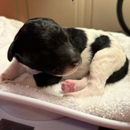 Baby - Parti female Poodle puppy in Washington, Pennsylvania from Patriotic Poodles
