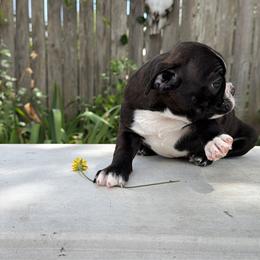 Luke - Black brindle and white male Boston Terrier puppy in Tenmile, Oregon from High Plains French Bulldogs,Boston Terriers and Frenchtons.