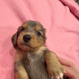 Boy 1 - Dapple male Dachshund puppy in Surprise, Arizona from Mighty Little Dachshunds