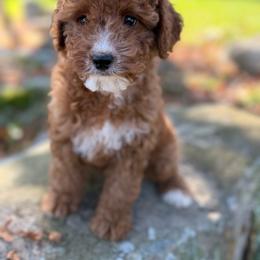 Boo - Apricot female Goldendoodle puppy in Killingly, Connecticut from Woodland Acres
